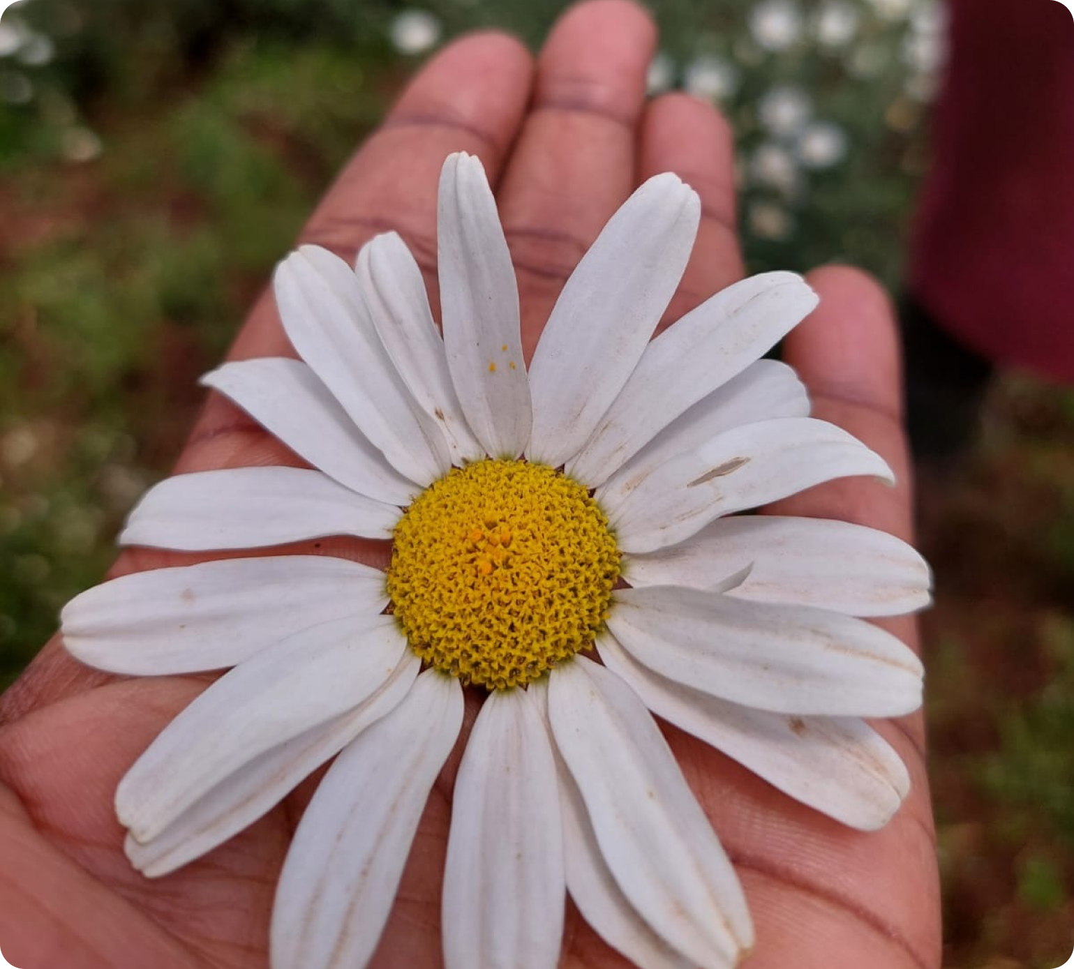  Pyrethrum Processing Company of Kenya